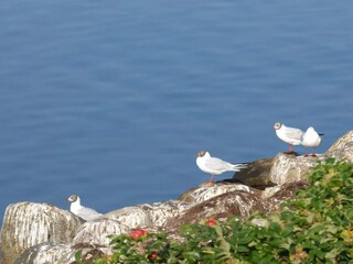 Casa per le vacanze Lynderup  16