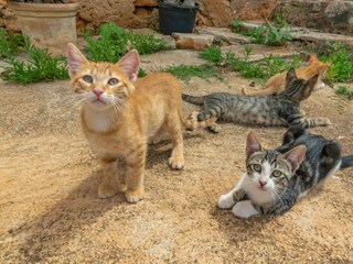 Bauernhof Felanitx Außenaufnahme 27