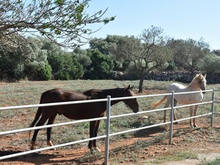 Villa Manacor Ambiente 34