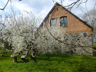 Kreke in Blüte