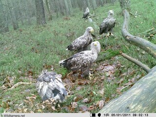 Seeadler