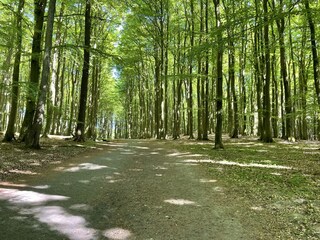 Wanderwege in den schönen Buchenwäldern
