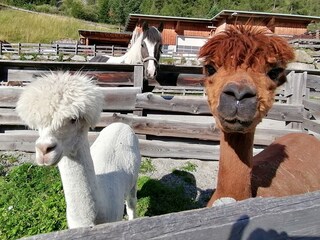 Appartamento per vacanze Umhausen Ambiente 31