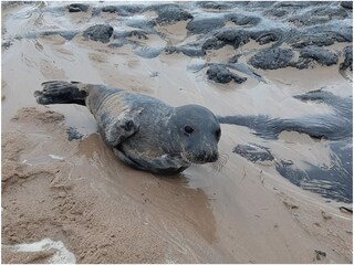Appartamento per vacanze Westkapelle Ambiente 14