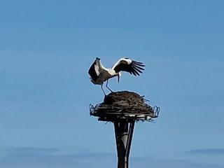 Storchennest
