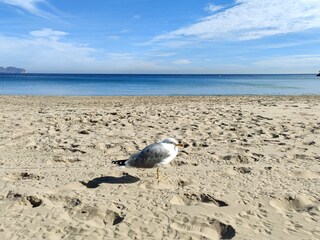 Casa per le vacanze Denia Ambiente 29
