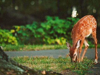Holiday house Ludvika  7