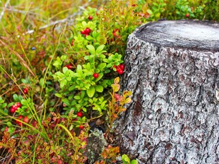 Holiday house Ludvika  8