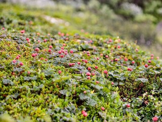 Vakantiehuis Welt  11