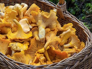 Vakantiehuis Welt  13