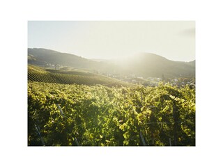 Landschaft Sasbachwalden