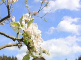 Appartamento Crispendorf  40