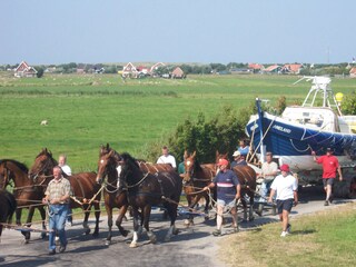 Horses