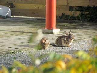 Rabbit