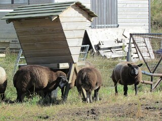 Appartamento per vacanze Buren Ambiente 19