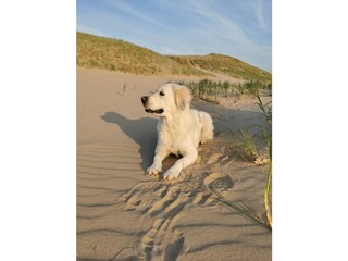 Casa per le vacanze Julianadorp Ambiente 31