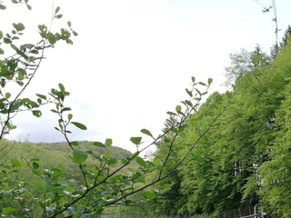 Hängebrücke Flögert