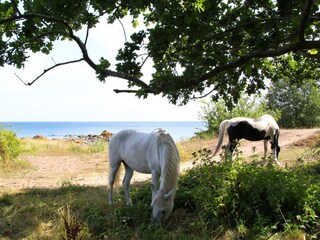 Holiday park Svaneke  24