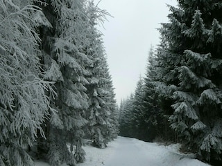 Appartement Winterberg Environnement 32