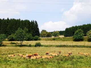 Apartment Winterberg Environment 21