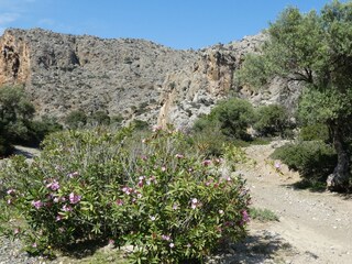 Villa Pitsidia Environment 37