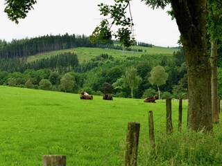 Ferienhaus Bestwig Umgebung 24