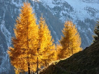 Appartamento per vacanze St. Jakob in Defereggen Ambiente 24