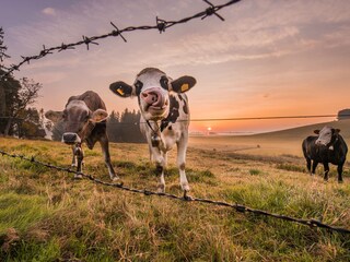 Appartamento per vacanze Schwangau Ambiente 31