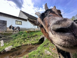 Ferienhaus Neunburg vorm Wald Umgebung 35