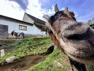 Vakantiehuis Neunburg vorm Wald Omgeving 35
