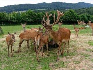 Casa per le vacanze Neunburg vorm Wald Ambiente 33