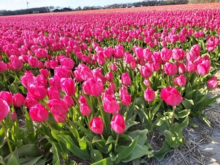 Appartamento per vacanze Julianadorp Ambiente 29