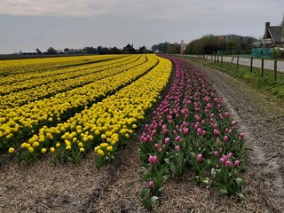 Appartamento per vacanze Julianadorp Ambiente 30