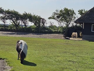 Vakantieappartement Julianadorp Omgeving 23