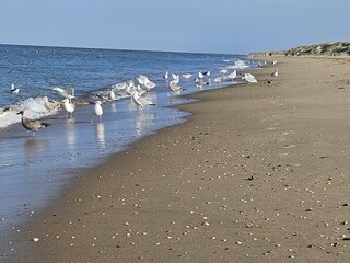 Appartamento per vacanze Julianadorp Ambiente 32