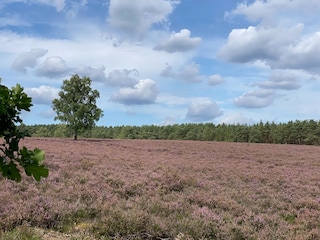 Apartamento Faßberg Entorno 21