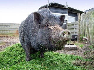 Maison de vacances Den Burg  39