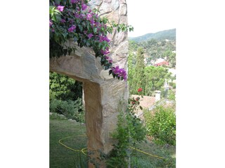 Bougainvilla mit Weitblick...