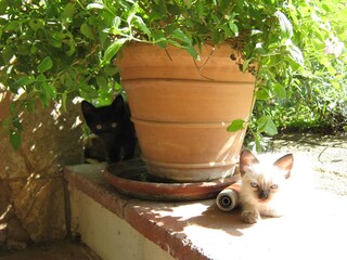 Appartamento per vacanze Calonge Registrazione all'aperto 4