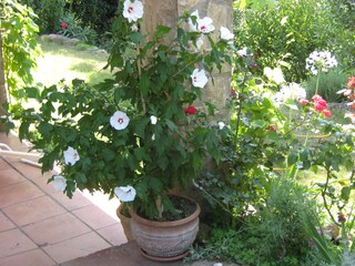 Appartamento per vacanze Calonge Registrazione all'aperto 2