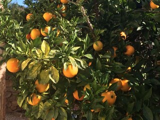 Appartamento per vacanze Calonge Registrazione all'aperto 8