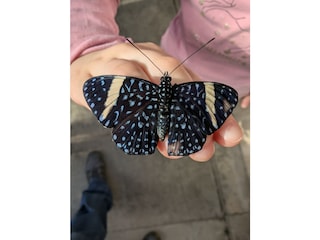 Schmetterlingsfarm in Pfronten. 10 Autominuten vom Haus