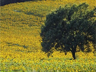 Appartamento Monsummano Terme Ambiente 31
