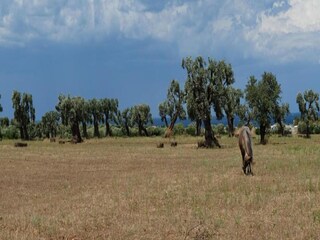 Ferienhaus Ostuni Umgebung 34