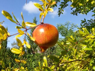 Casa de campo São Bartolomeu de Messines Grabación al aire libre 10