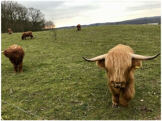 gemütliche Galloway Rinder am Wanderweg