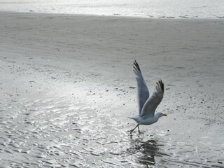 Appartement Koksijde Environnement 30