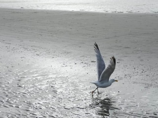 Appartement Koksijde Omgeving 38