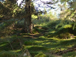 Apartment Wildemann Umgebung 31