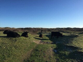 Vakantiepark Den Burg Omgeving 13